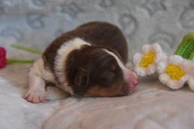 Les chiots de Berger Australien