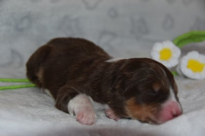 Les chiots de Berger Australien