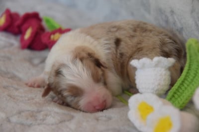 Les chiots de Berger Australien