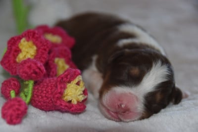 Les chiots de Berger Australien