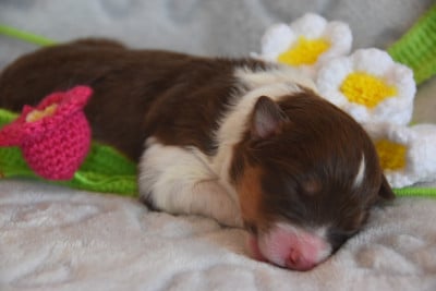 Les chiots de Berger Australien