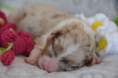 Les chiots de Berger Australien