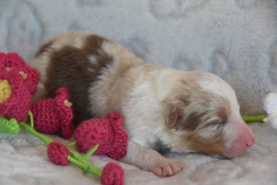 Les chiots de Berger Australien