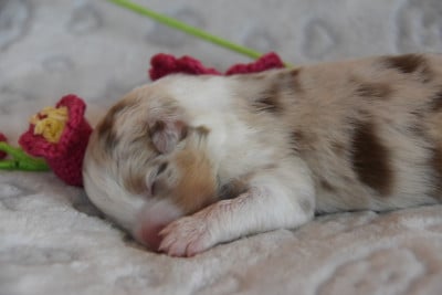 Les chiots de Berger Australien