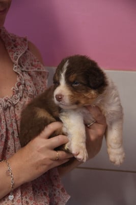 Les chiots de Berger Australien