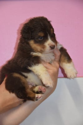 Les chiots de Berger Australien