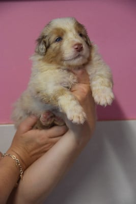 Les chiots de Berger Australien
