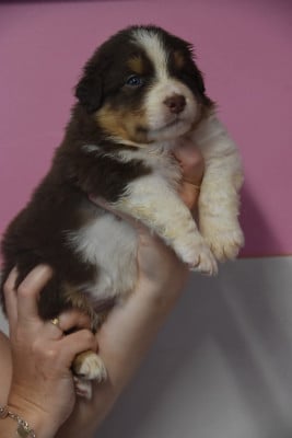 Les chiots de Berger Australien