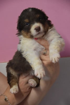 Les chiots de Berger Australien
