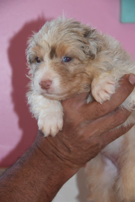Les chiots de Berger Australien