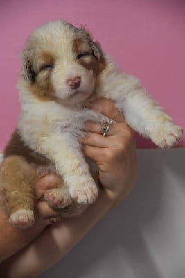 Les chiots de Berger Australien