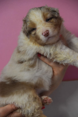 Les chiots de Berger Australien