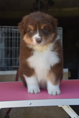Les chiots de Berger Australien
