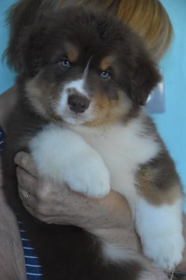 Les chiots de Berger Australien