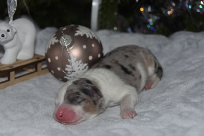 Les chiots de Berger Australien