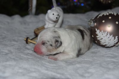 Les chiots de Berger Australien