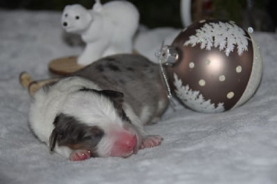Les chiots de Berger Australien