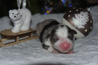 Les chiots de Berger Australien