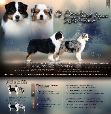 Berger Australien - Of Eternal Red Heart