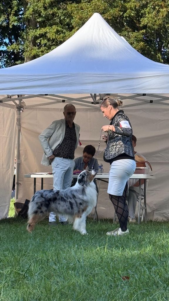 CH. Veni vidi vici Of Eternal Red Heart - 1er excellent