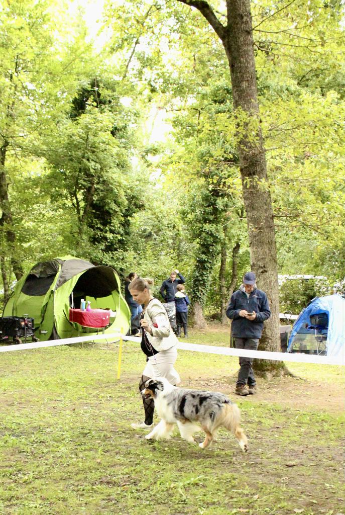 CH. Veni vidi vici Of Eternal Red Heart - 3eme excellent