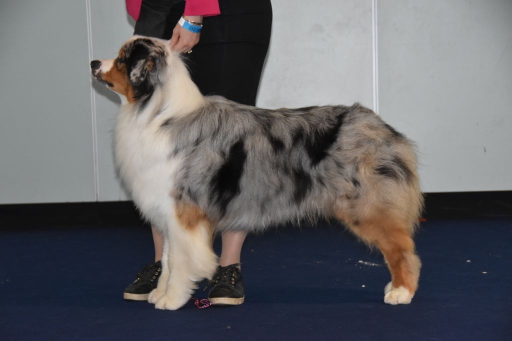 CH. Veni vidi vici Of Eternal Red Heart - 2ème excellent