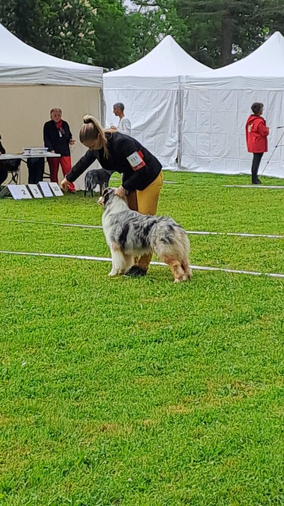 CH. Veni vidi vici Of Eternal Red Heart - 2ème excellent