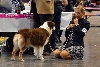 CH. Indian Red Colours Gch gioia di vivere - Excellent