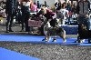 CH. Hold on to my heart des dolmens d'An Arvor - 1er excellent, CAC, CACIB