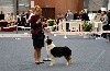 CH. Multi ch gch jbiss love my indian top model Of Eternal Red Heart - 1ere excellent CACS BOS