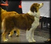 CH. Indian Red Colours Gch gioia di vivere - excellent