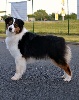CH. Multi ch gch jbiss love my indian top model Of Eternal Red Heart - Excellent