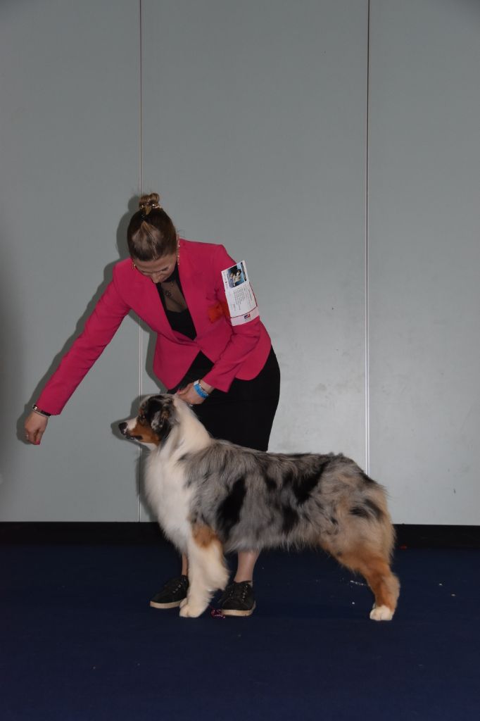 CH. Veni vidi vici Of Eternal Red Heart - 1er excellent CACL