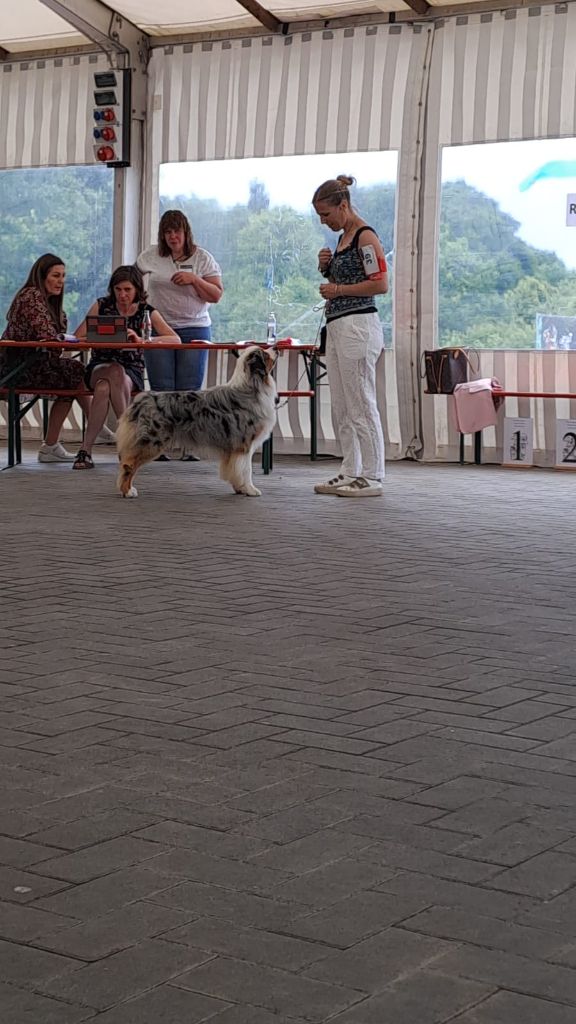 CH. Veni vidi vici Of Eternal Red Heart - 1er excellent, CACL = CHAMPION DU LUXEMBOURG