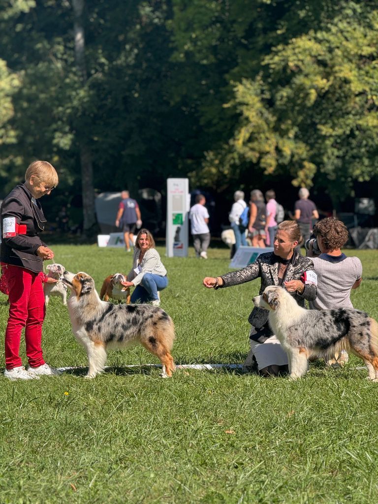 Vivo per lei Of Eternal Red Heart - 1ère excellent, CACS