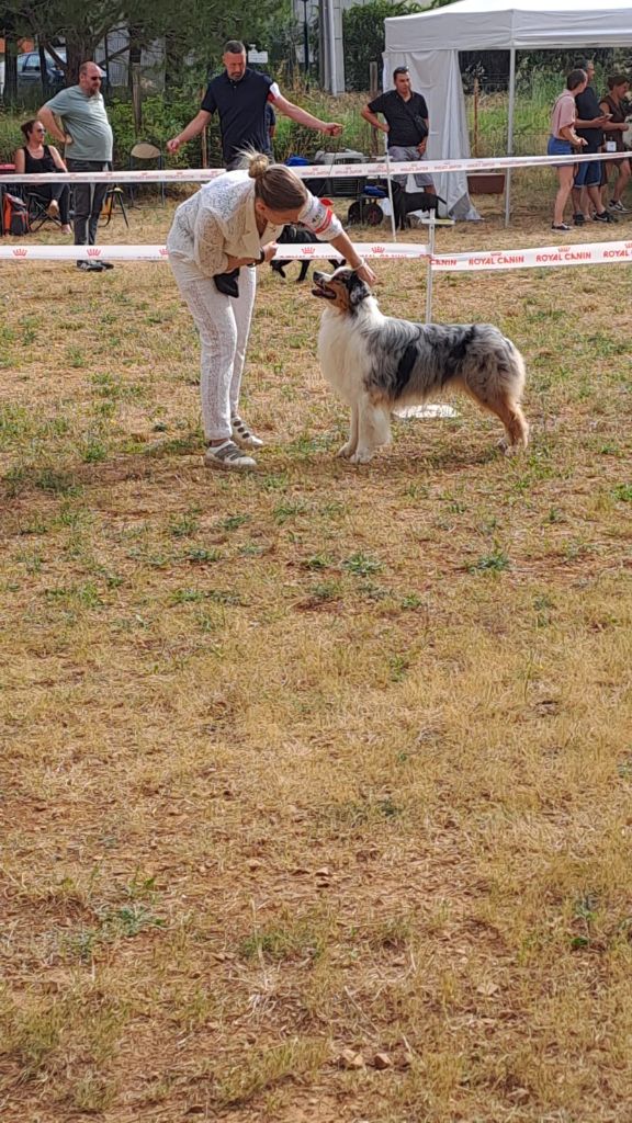 CH. Veni vidi vici Of Eternal Red Heart - 2ème excellent