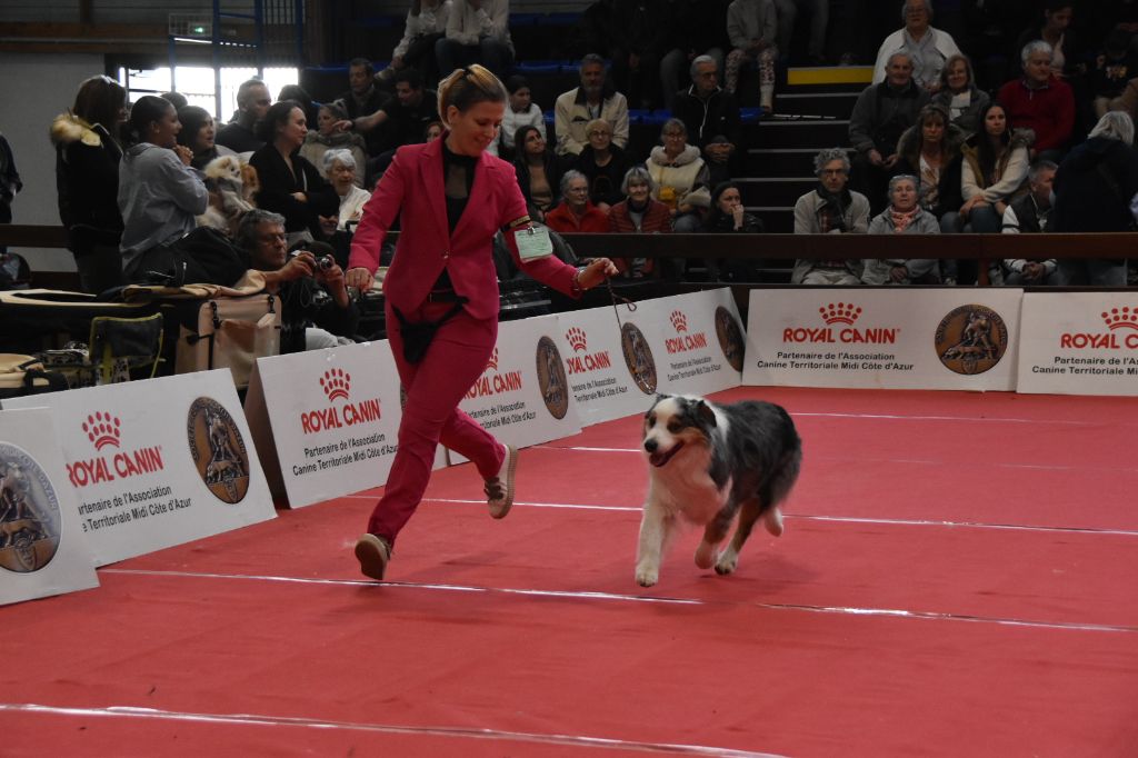 CH. Hold on to my heart des dolmens d'An Arvor - CACV, Best vétéran, Group select Vétéran