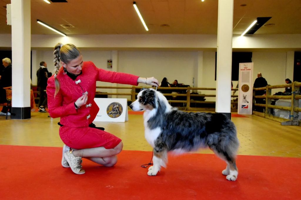 CH. Hold on to my heart des dolmens d'An Arvor - 1er excellent, BEST VETERAN et Groupe Select Vétéran