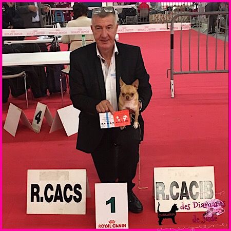 Publication : Des Diamants De Jade Auteur : manon parrot