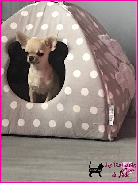 Publication : Des Diamants De Jade