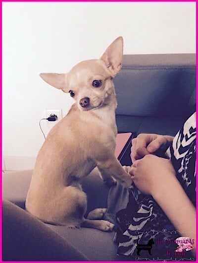 Publication : Des Diamants De Jade