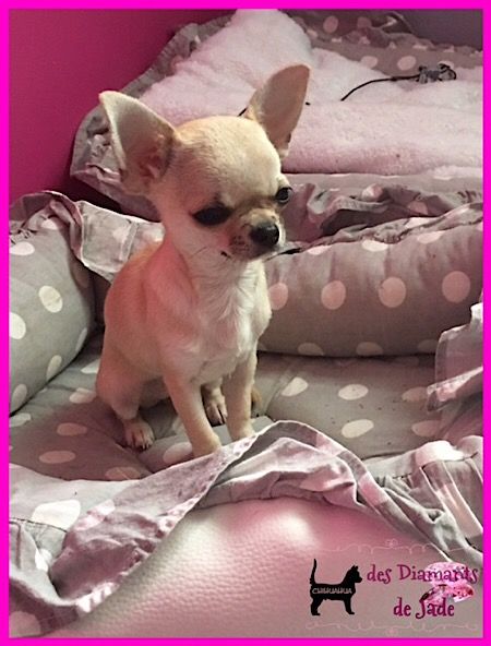 Publication : Des Diamants De Jade