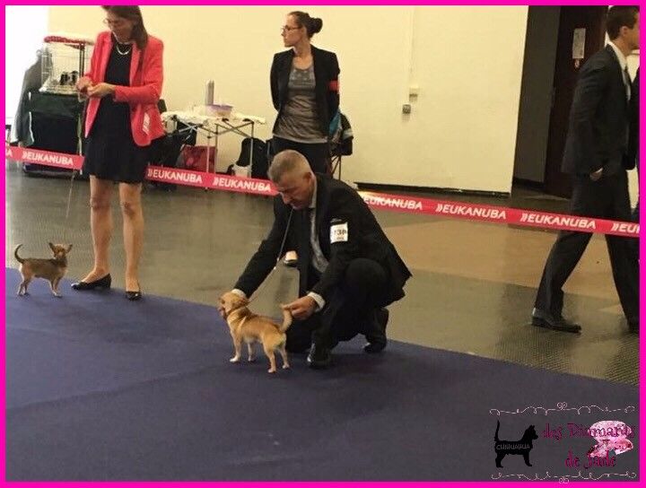 Publication : Des Diamants De Jade Auteur : manon parrot