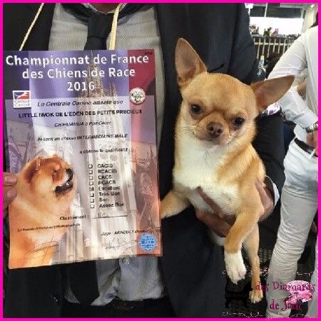 Publication : Des Diamants De Jade Auteur : manon parrot