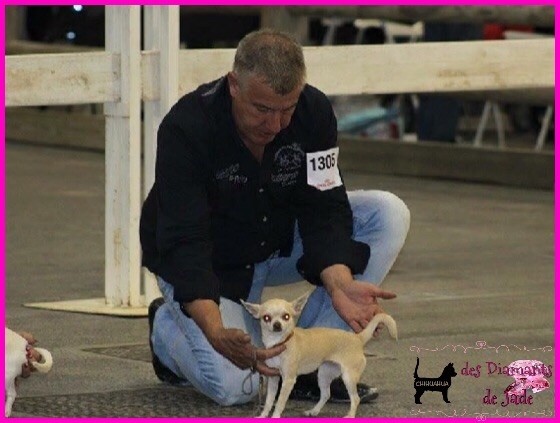 Publication : Des Diamants De Jade