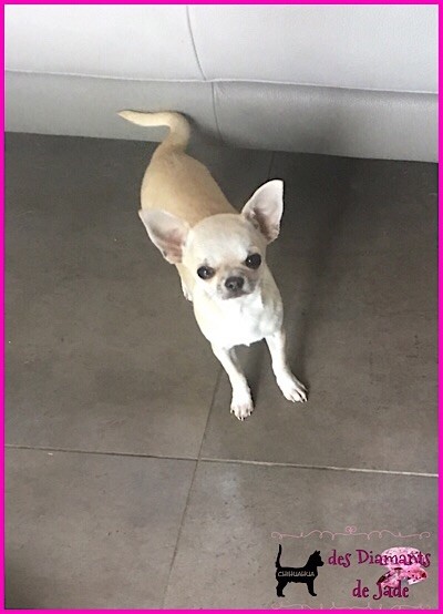 Publication : Des Diamants De Jade