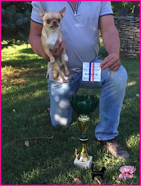 Publication : Des Diamants De Jade Auteur : manon parrot