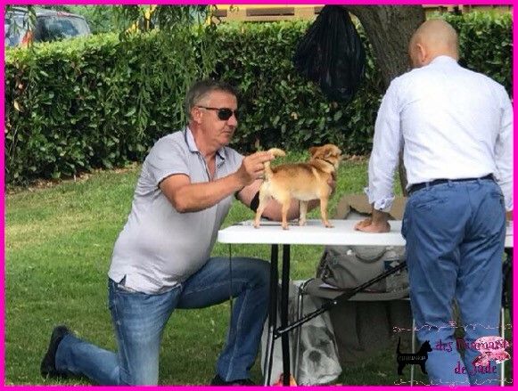 Publication : Des Diamants De Jade Auteur : manon parrot