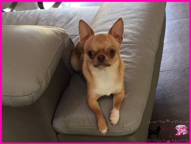 Publication : Des Diamants De Jade Auteur : manon parrot