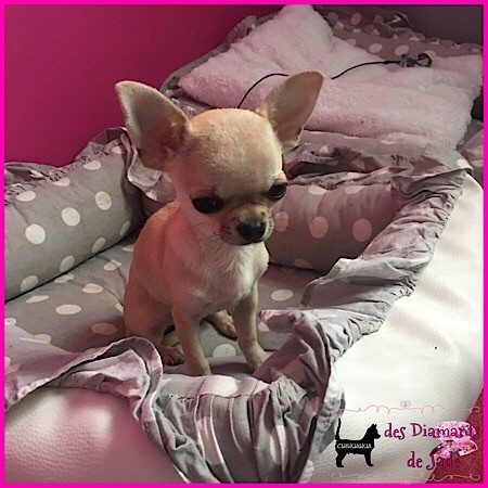 Publication : Des Diamants De Jade